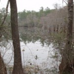 Pond along the trail, Apalachicola West (Bob Coveney)